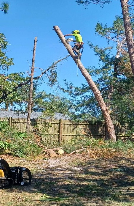 tree care experts removing a tree 