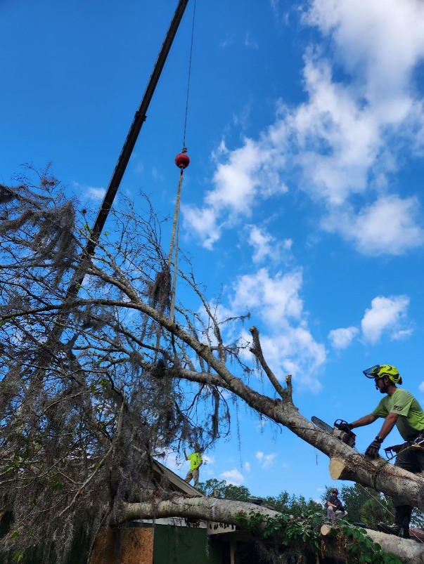 professionals removing a tree