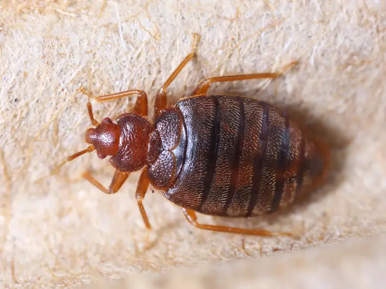 How to Know There Are Bed Bugs in Your Home