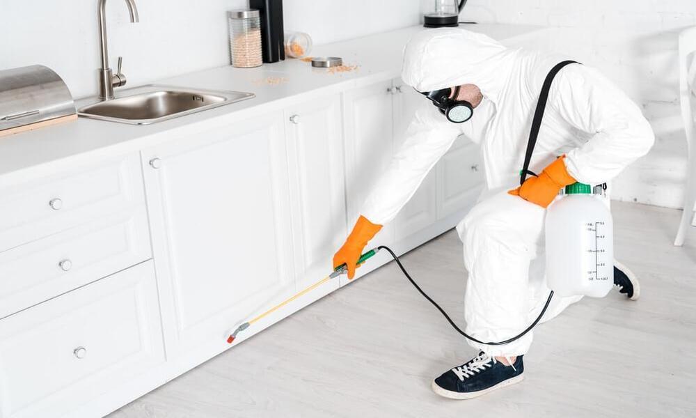 Everything you know about furniture pest control