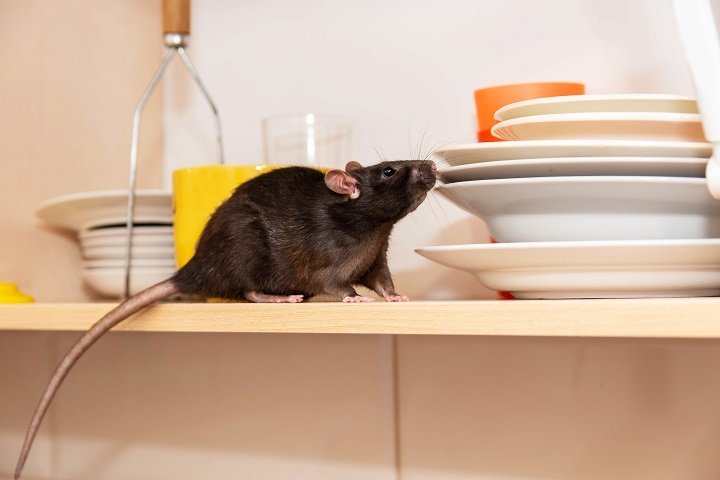 Rodent Control: The Key to a Healthy Lifestyle